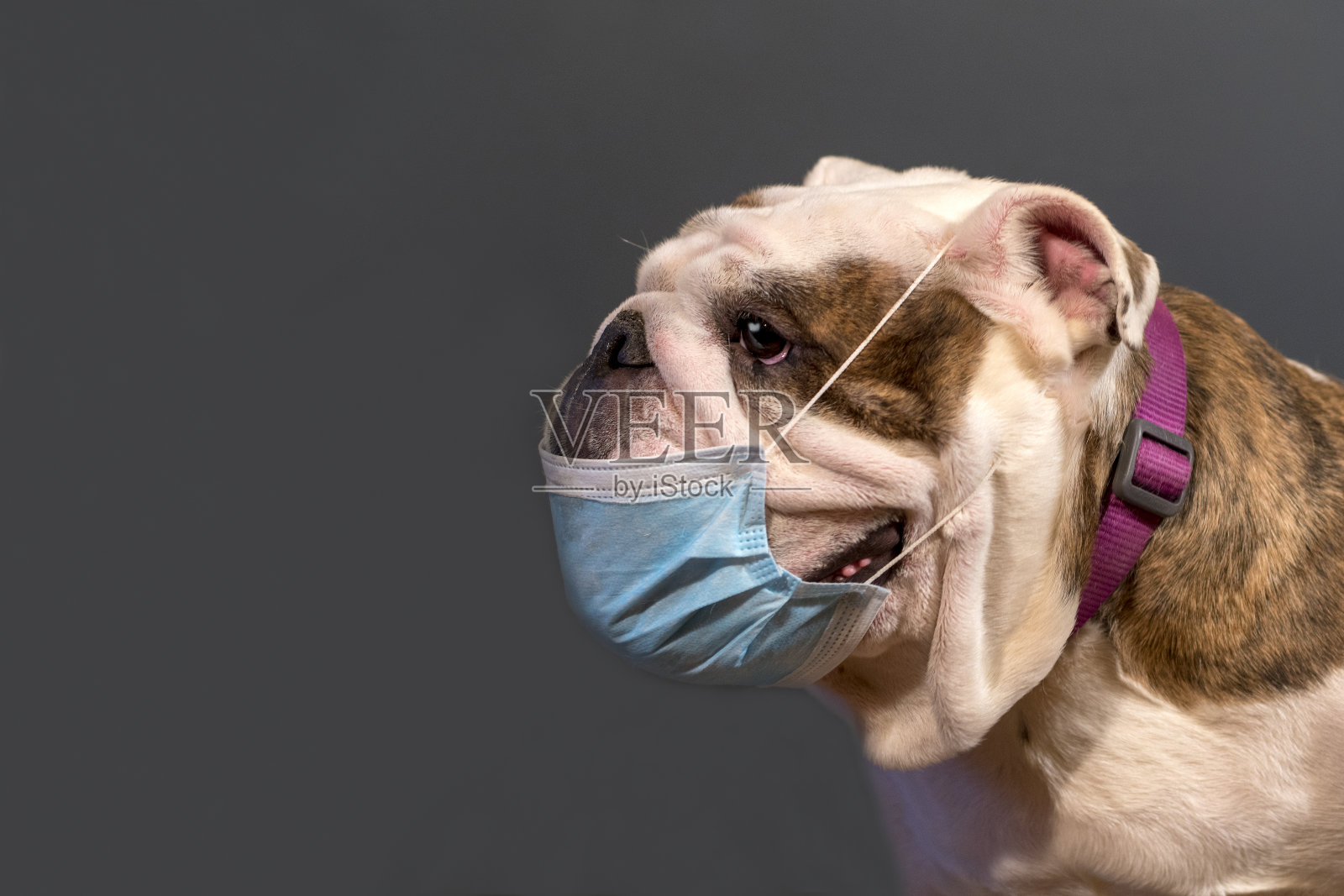 戴医用口罩的英国斗牛犬照片摄影图片