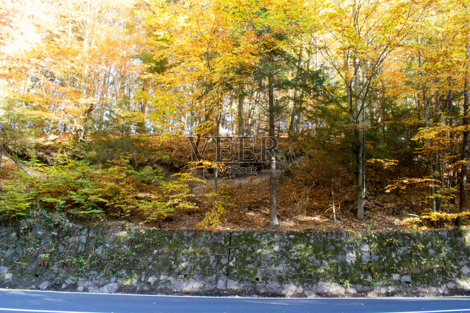 秋天的森林照片摄影图片