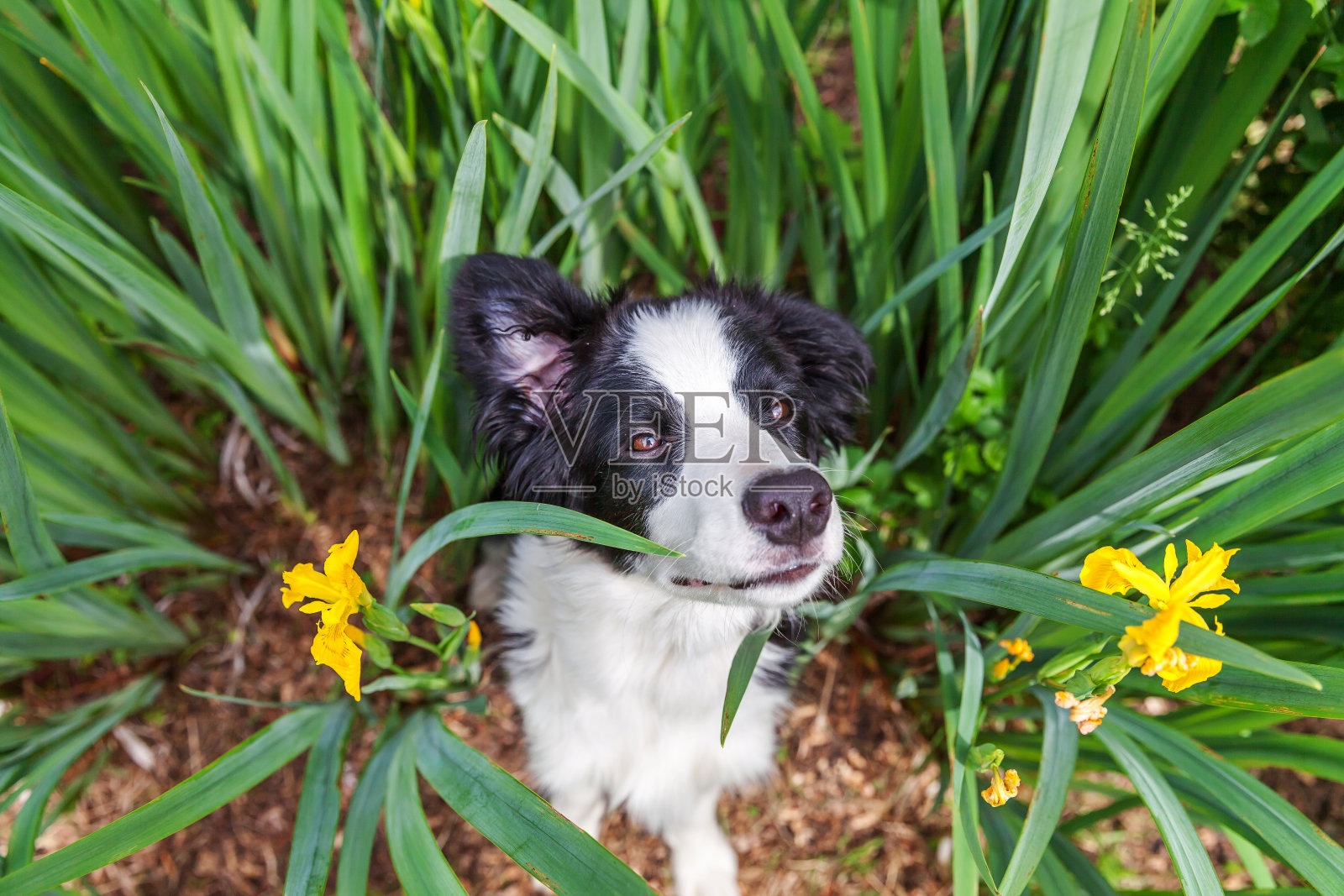 有趣的户外肖像可爱的微笑小狗边境牧羊犬坐在绿色的草地草坪在公园或花园的背景照片摄影图片