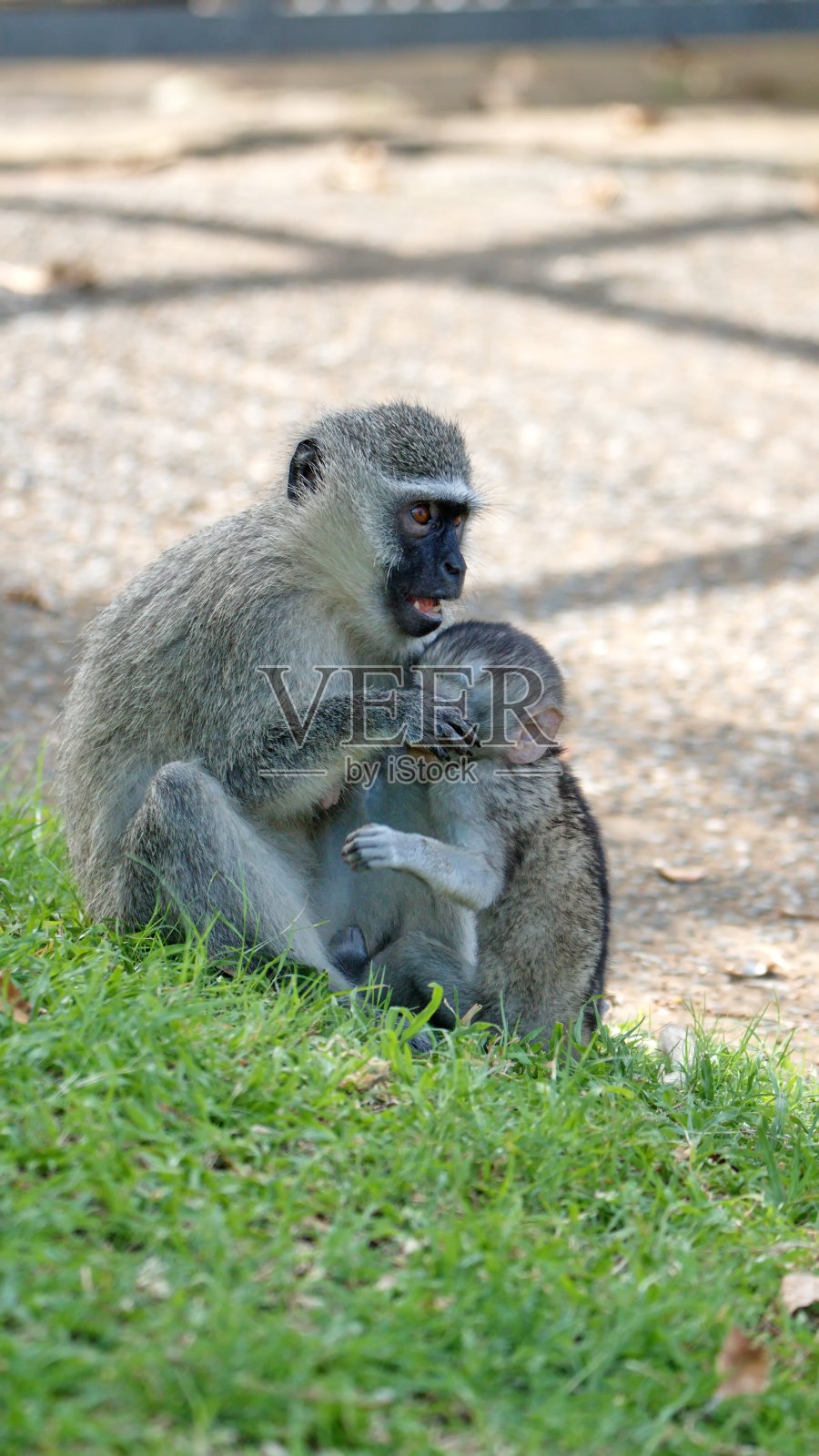 长尾猴妈妈和宝宝照片摄影图片