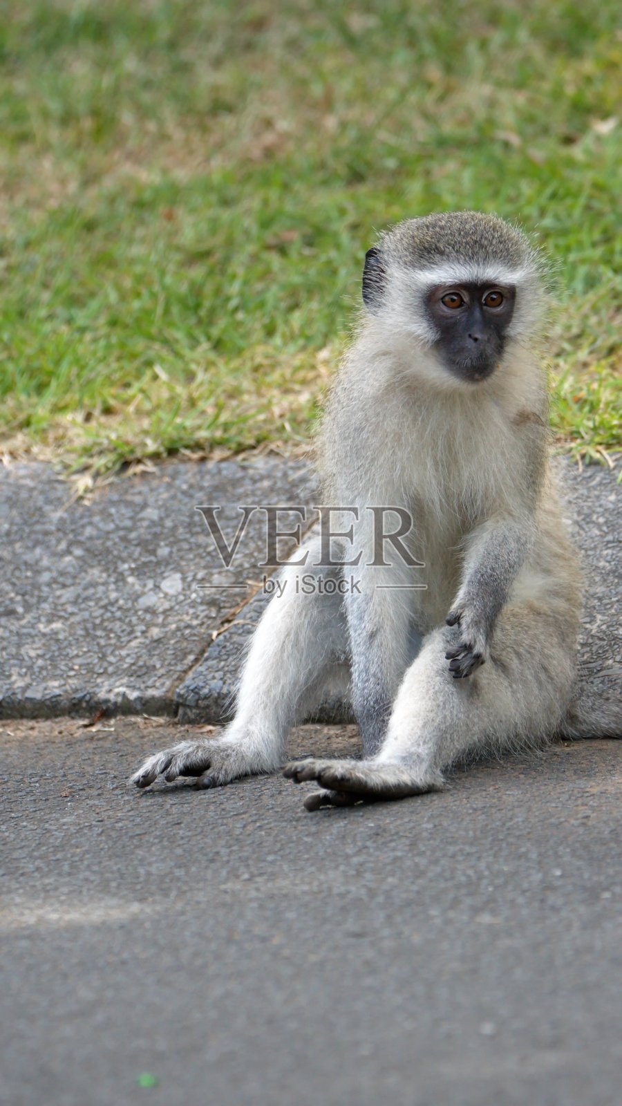 坐在路边的长尾猴照片摄影图片