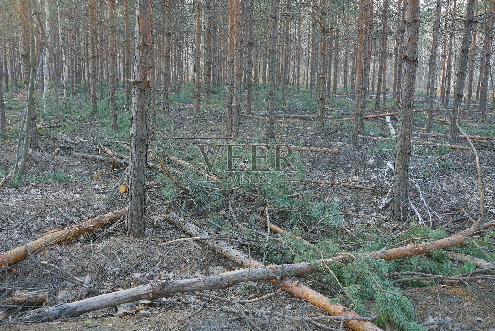 在砍伐和清除森林中松树的树枝照片摄影图片