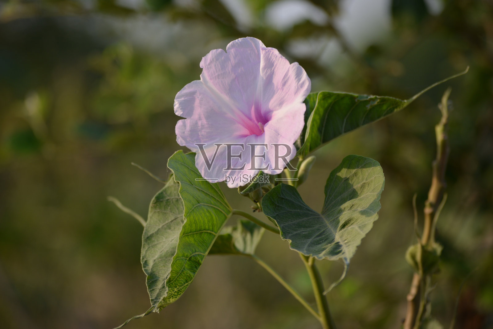 花园里的粉红色牵牛花或番石榴花照片摄影图片