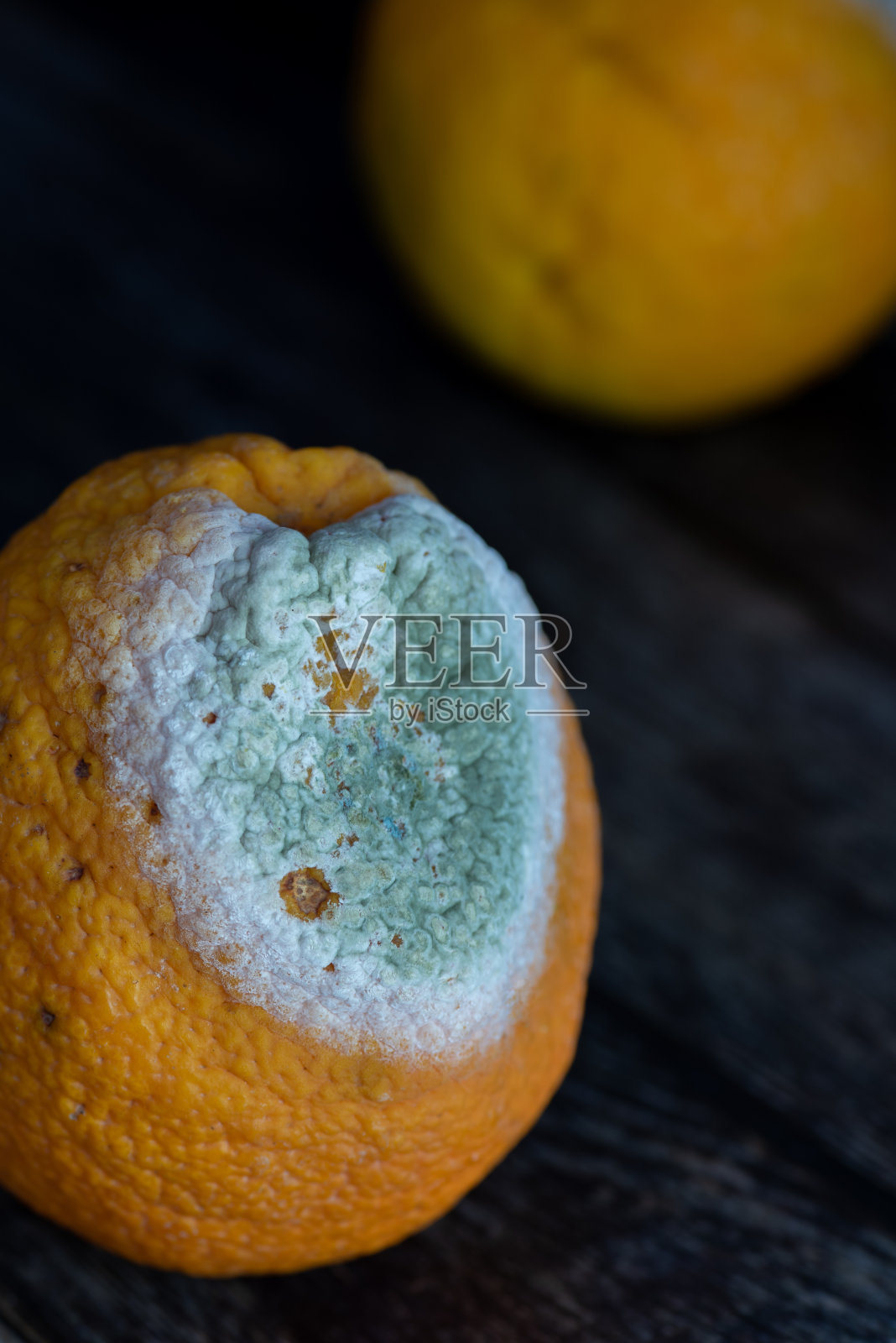 烂橙子，黑背景上的霉橙照片摄影图片