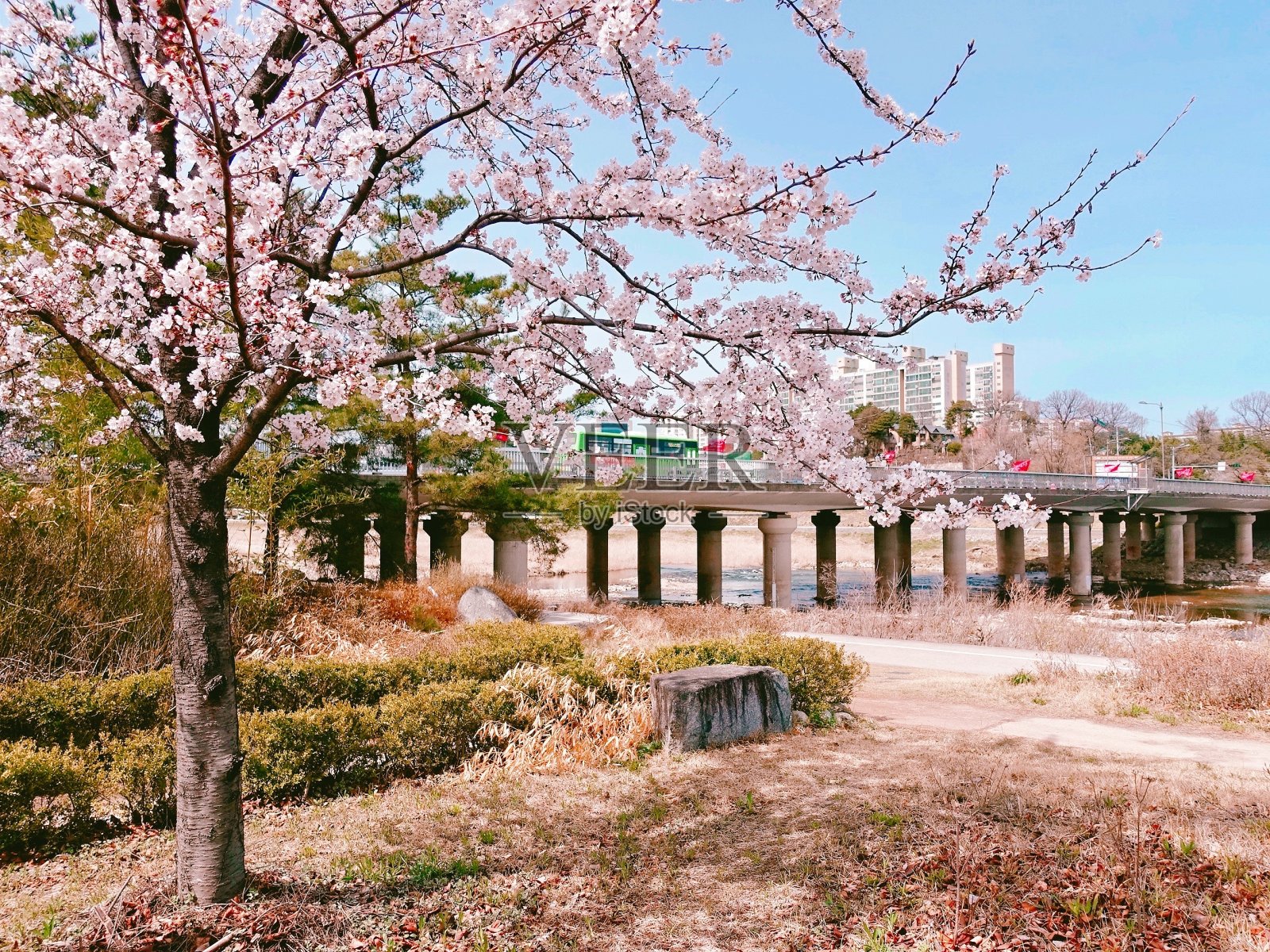 樱花照片摄影图片