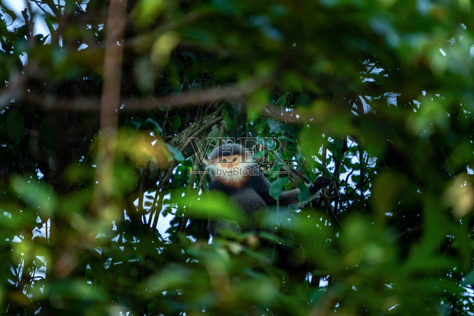 一种在树上跳的棕背叶猴，也被称为长尾叶猴或“Voọc”。越南岘港松特拉半岛的珍稀动物照片摄影图片