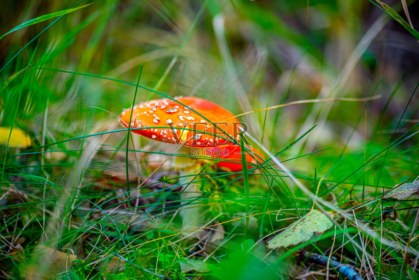 在草和叶子之间飞翔的木耳菌(鹅耳菌属)。照片摄影图片