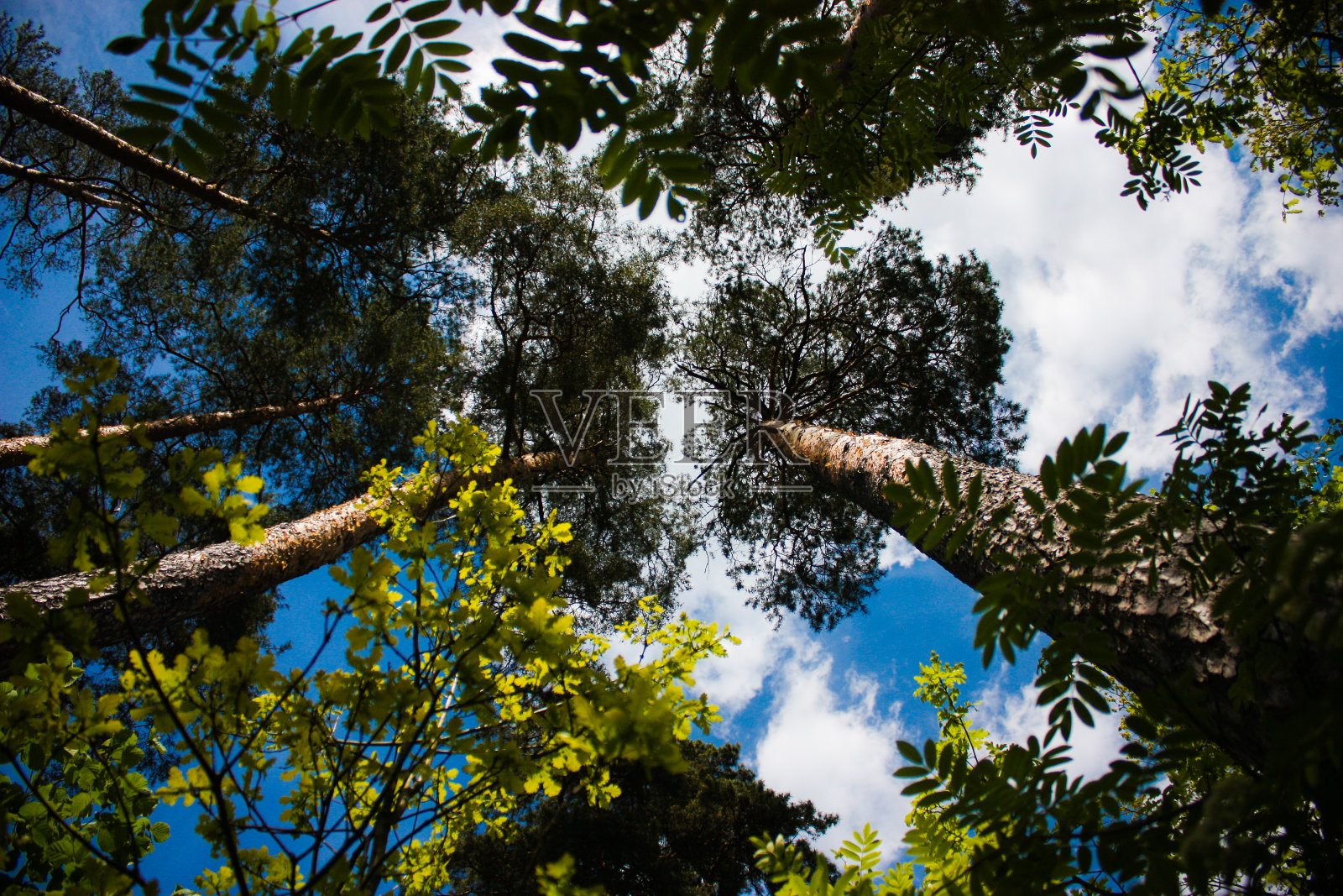 美丽的树的底部视图照片摄影图片