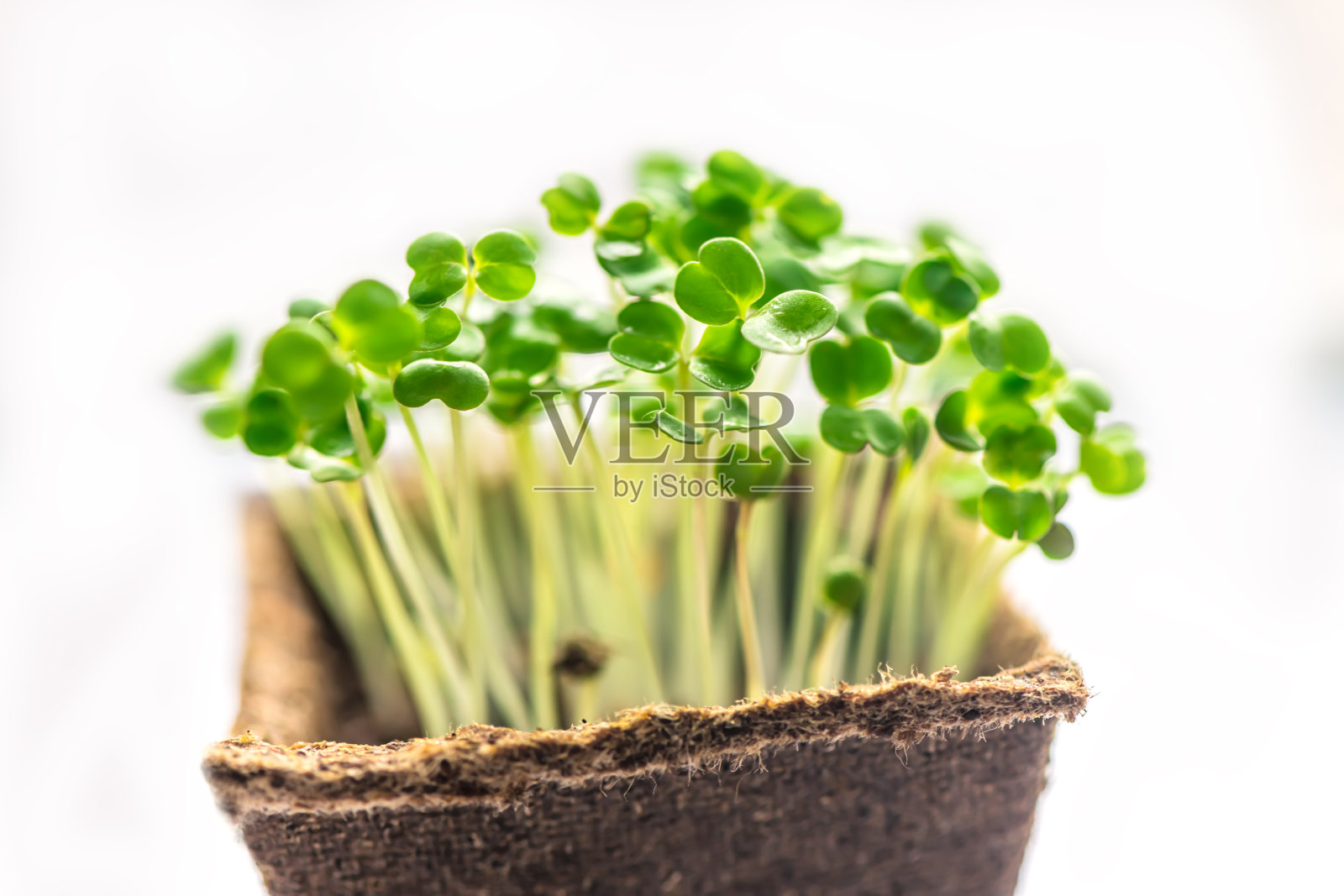 微绿色容器特写。有选择性的重点。芝麻菜的春季幼苗。照片摄影图片