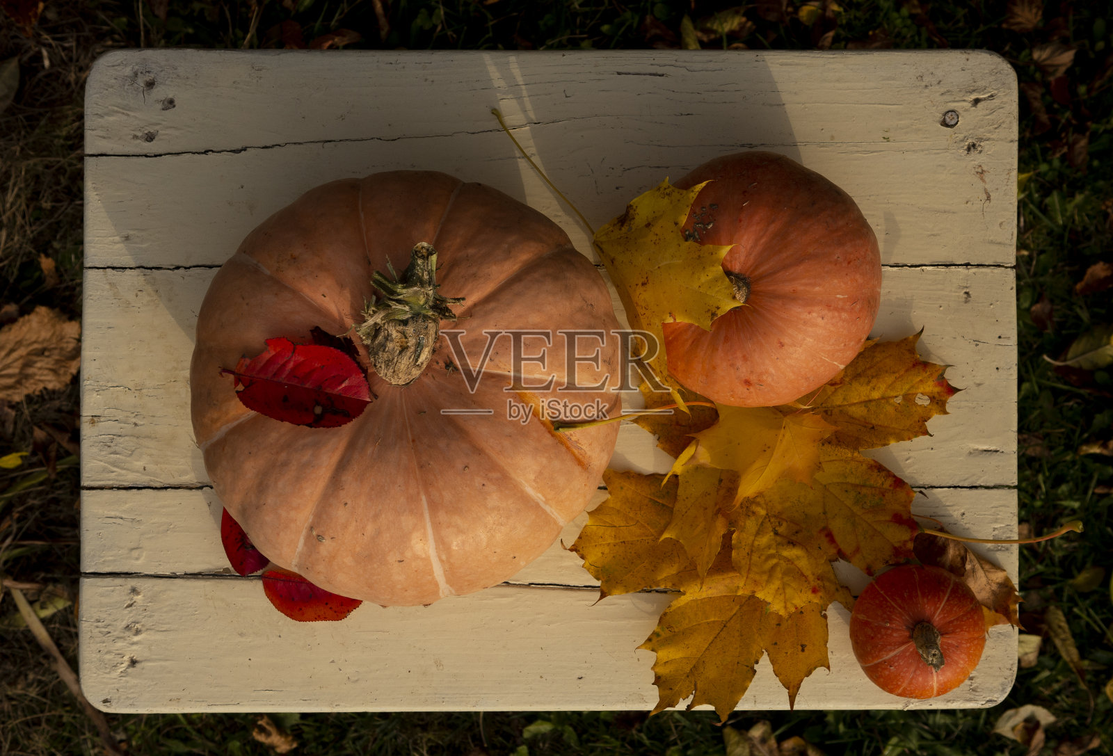 南瓜静物画照片摄影图片