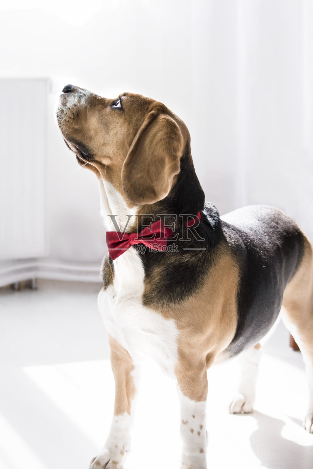 可爱有趣的小猎犬的样子照片摄影图片