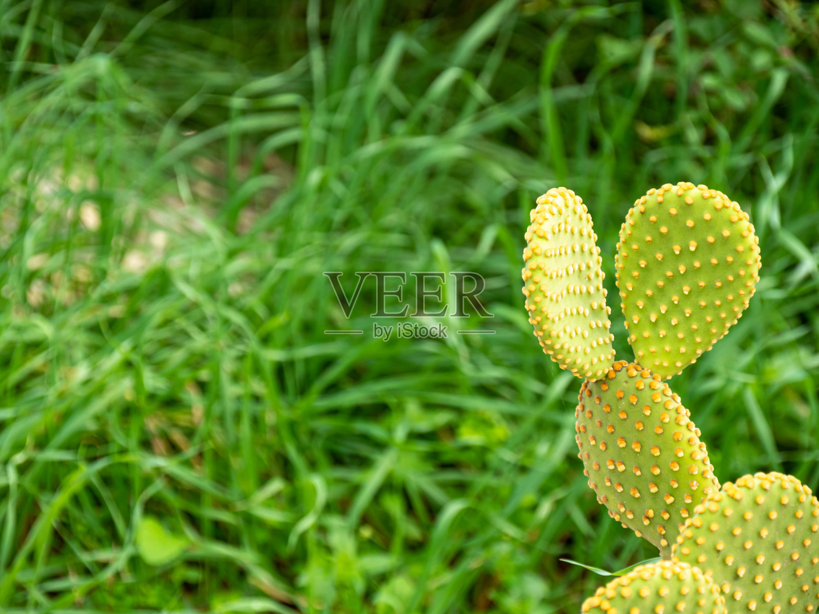 花园里的大仙人掌。有选择性的重点。照片摄影图片
