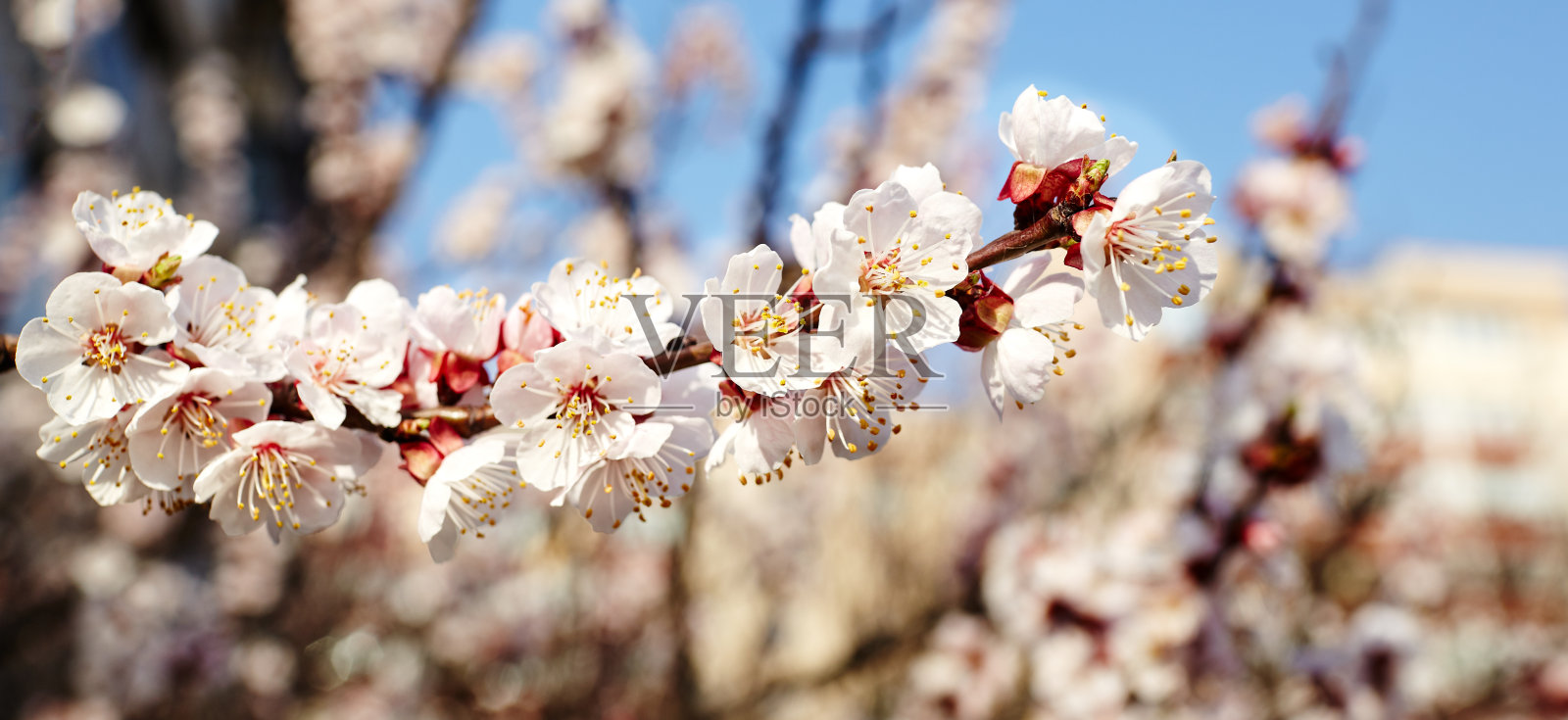 美丽的白色杏花。杏树开花。清新的春天背景户外的自然。柔软的焦点图像盛开的花朵在春天的时间。复活节和春天的贺卡，横幅照片摄影图片
