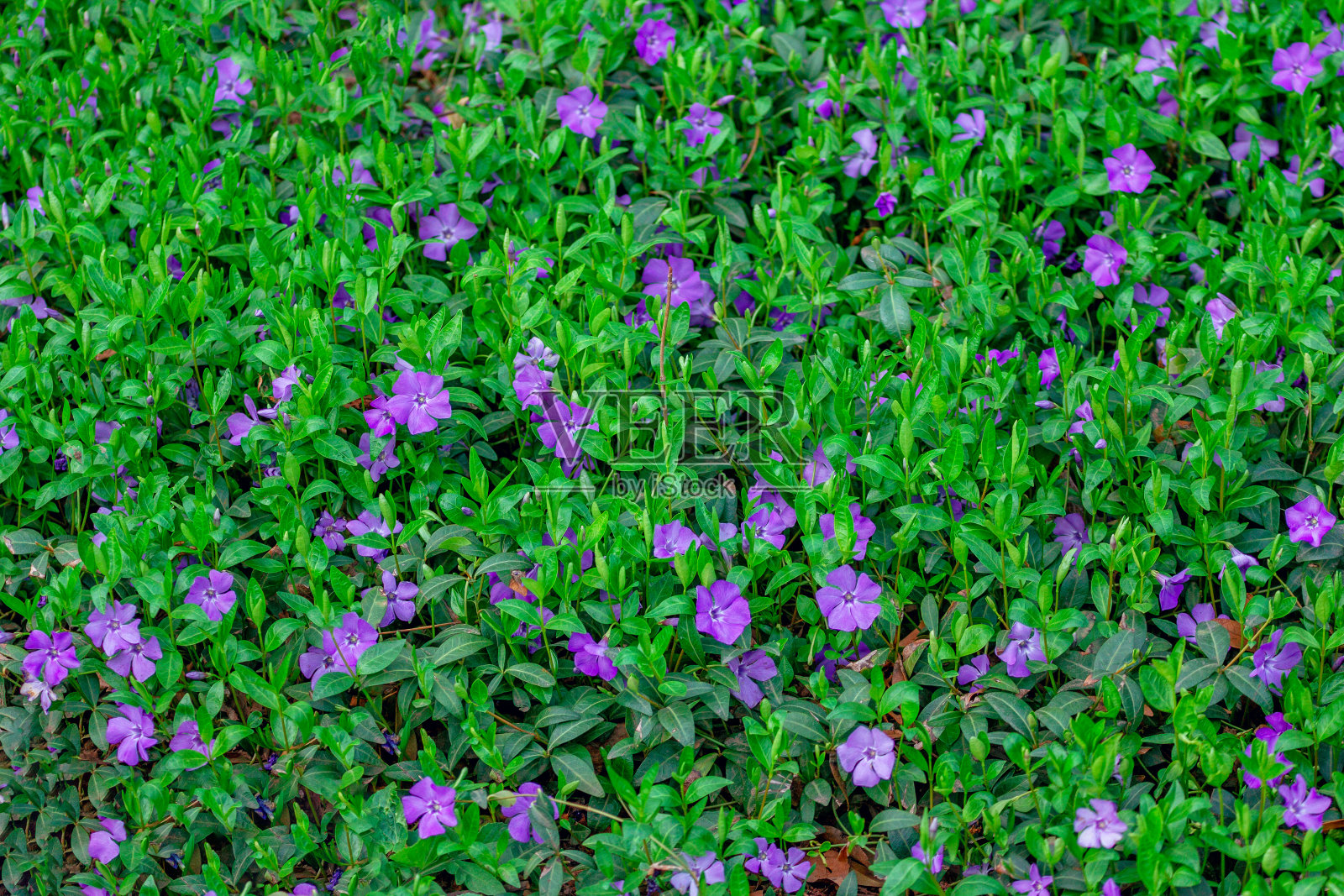 自然背景-美丽盛开的紫罗兰小长春花(长春花)草地照片摄影图片