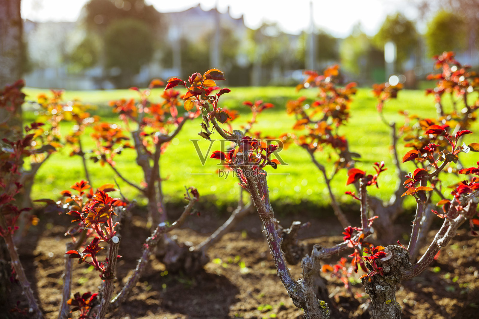 春假。第一朵玫瑰的叶子绽放在绿色的花园里照片摄影图片