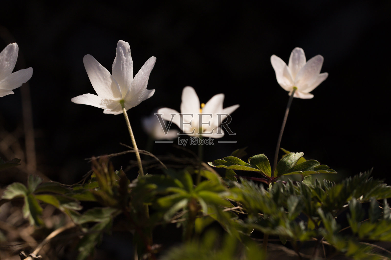 木头海葵照片摄影图片