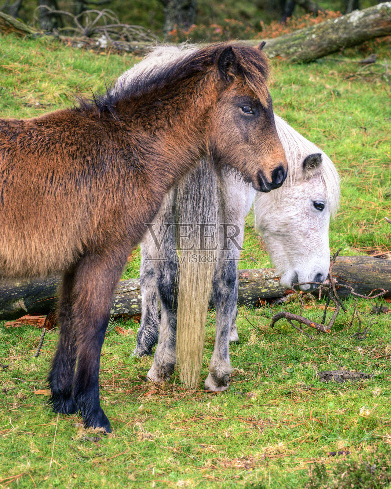 一对野马照片摄影图片