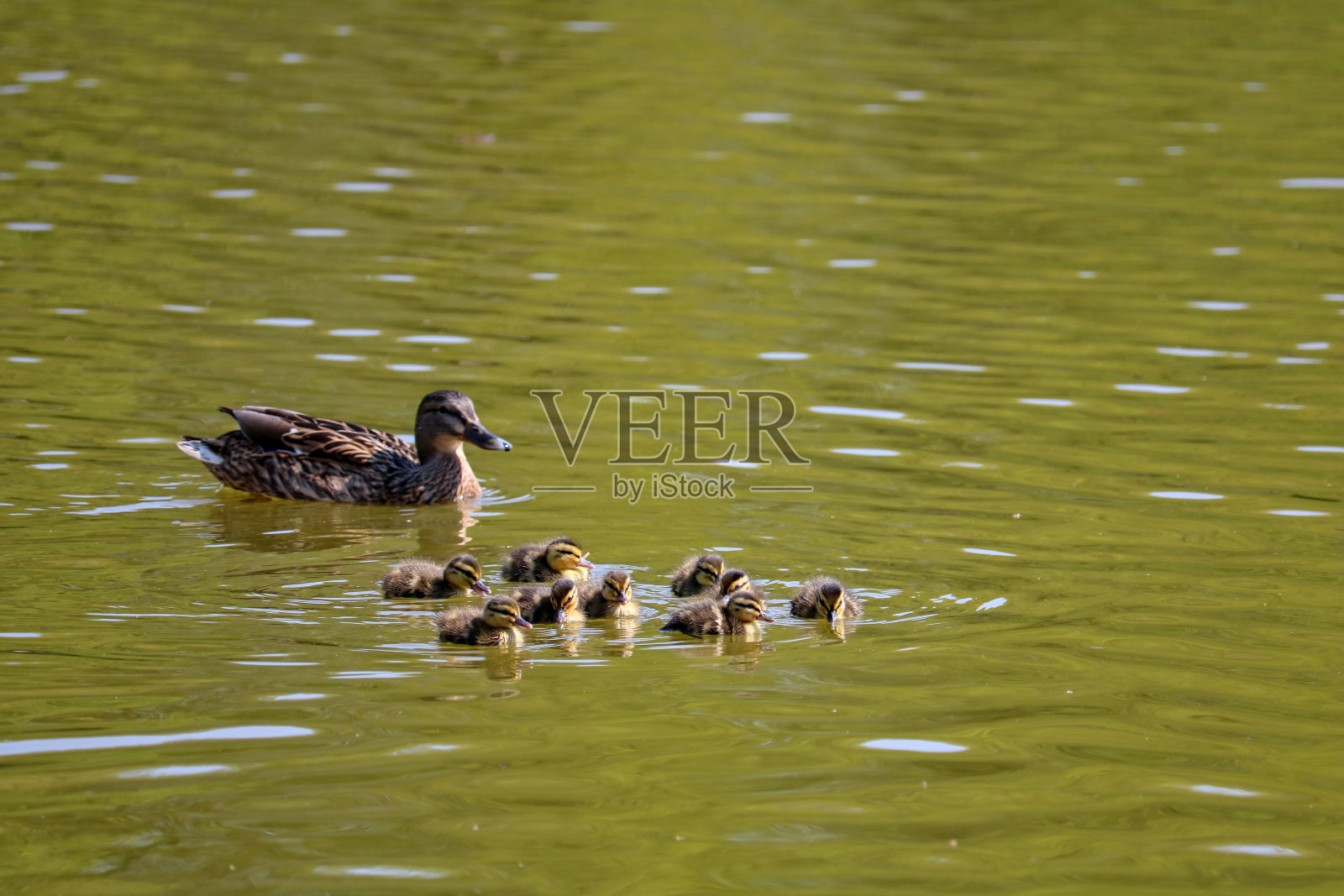 小鸭子在阳光下的湖面上游泳，北基兴，德国照片摄影图片