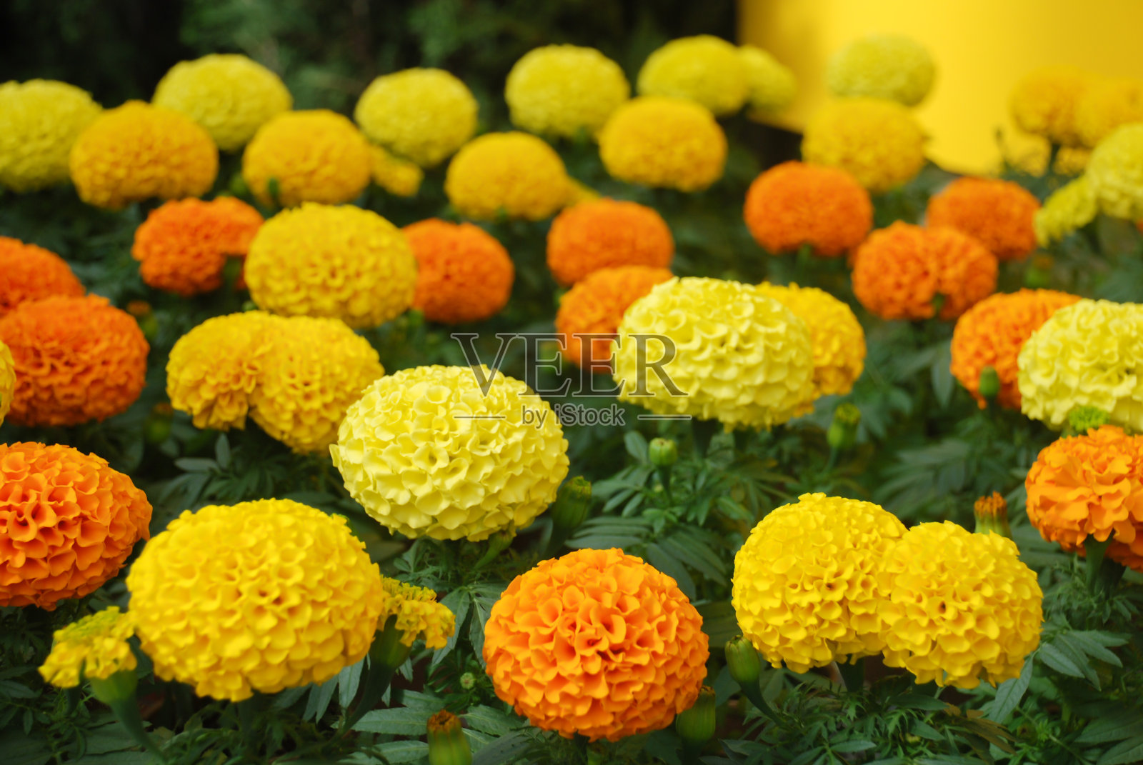 万寿菊(万寿菊，墨西哥万寿菊)照片摄影图片