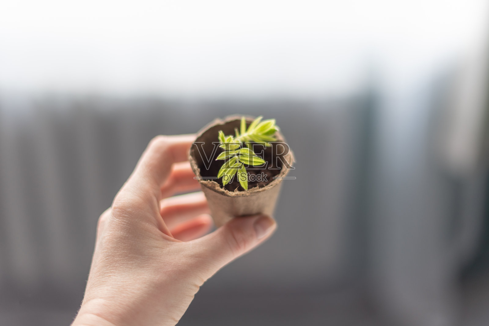 窗户背景上手捧幼苗的泥炭高脚杯。花楸树枝呈幼苗状。照片摄影图片