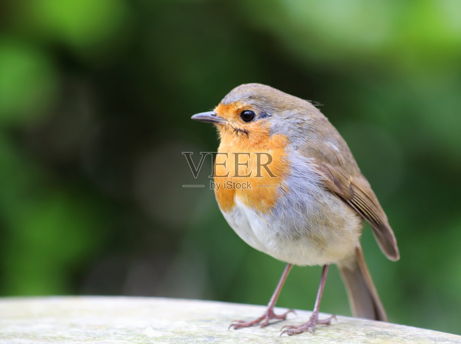 罗宾的肖像照片摄影图片