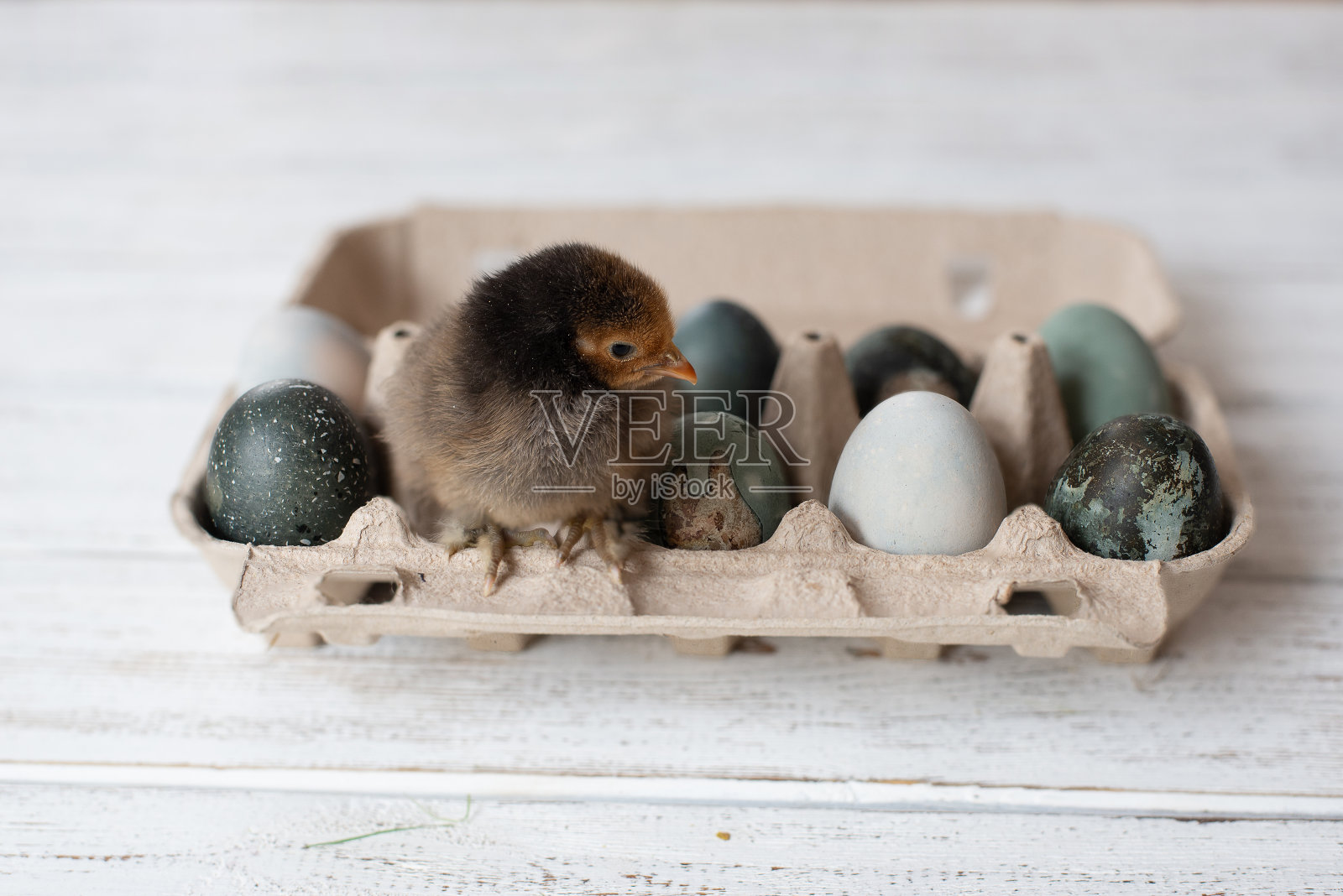 小鸡坐在一个有彩蛋的盒子上。用天然染料染色。高质量的照片照片摄影图片