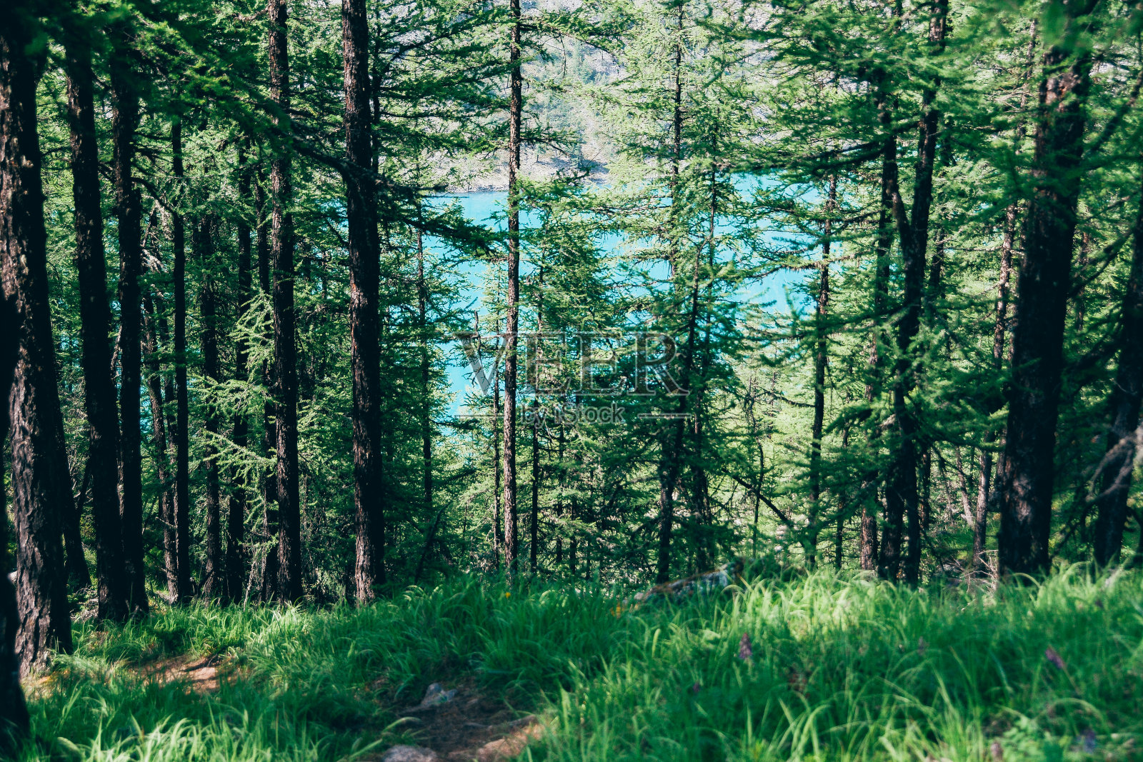 针叶林中的旅游步道。徒步旅行，夏天徒步旅行照片摄影图片
