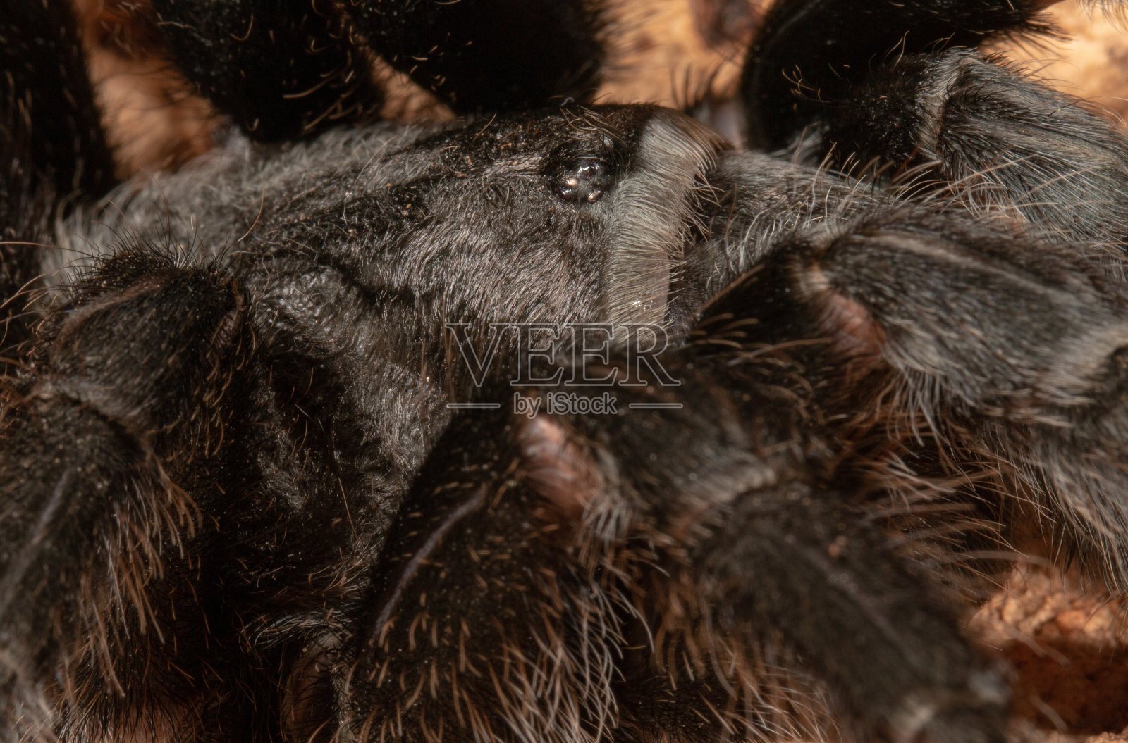 巴西黑蜘蛛照片摄影图片