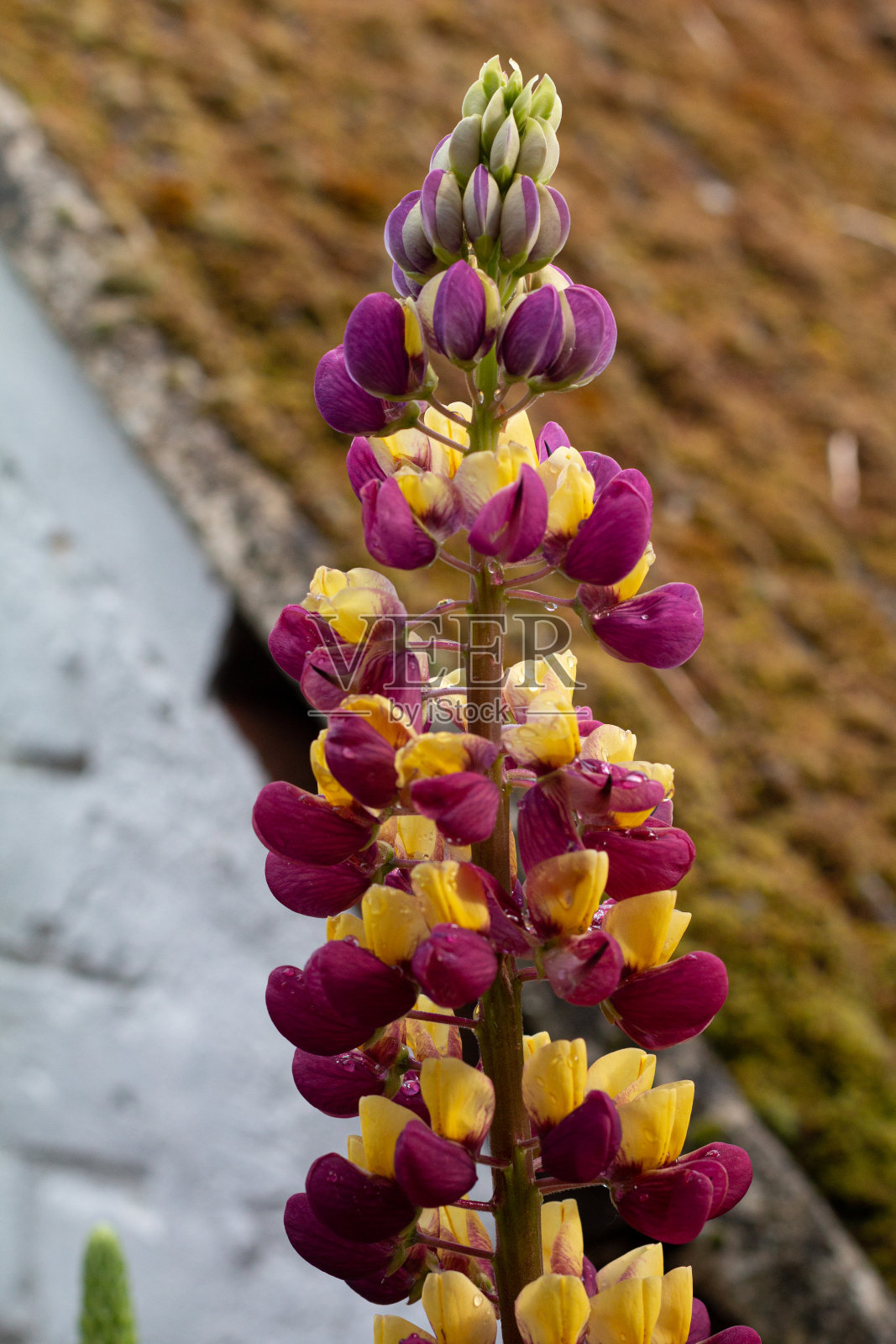 曼哈顿灯卢平照片摄影图片