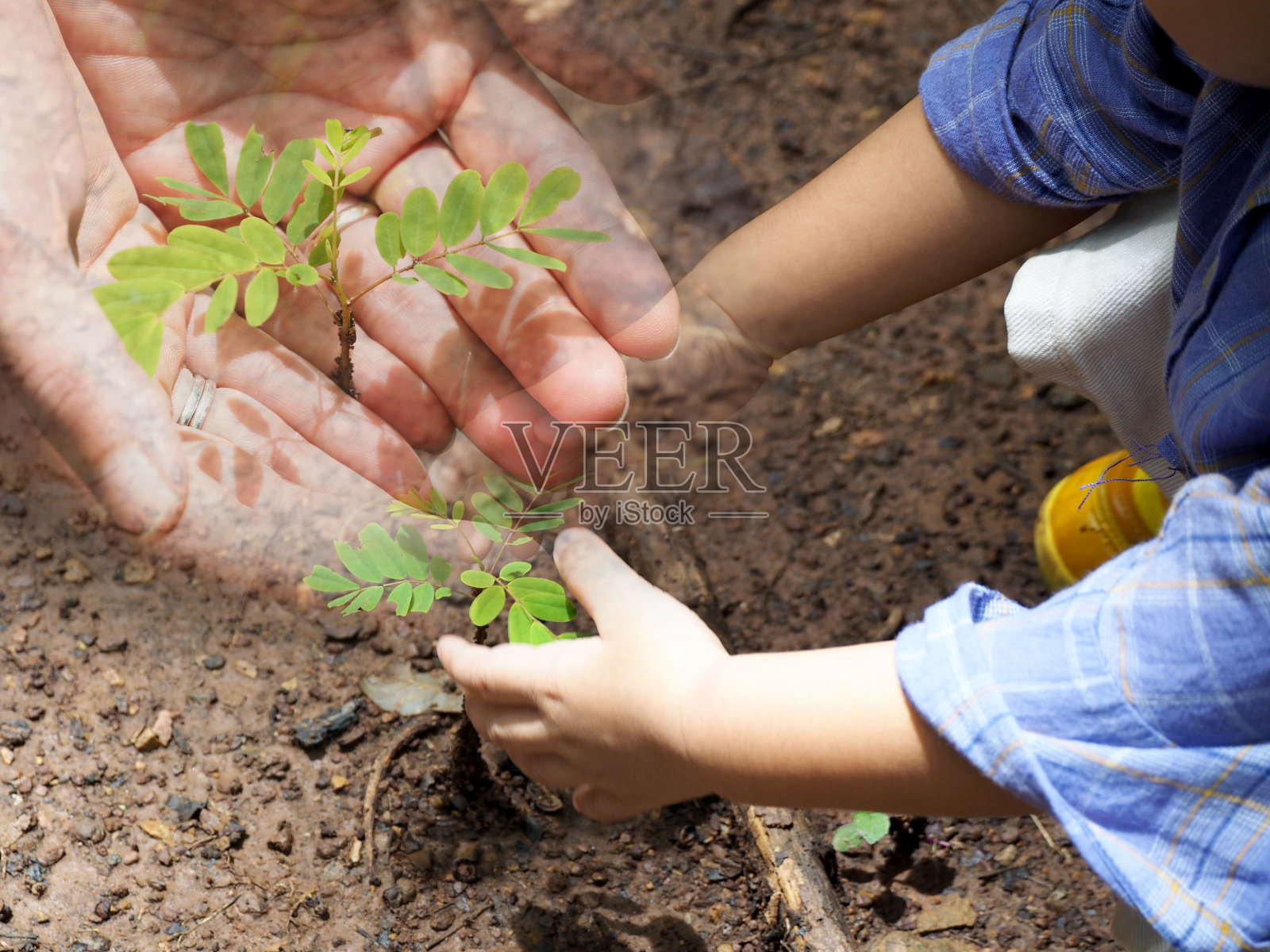 手捧小树，播种。生态地球日概念照片摄影图片