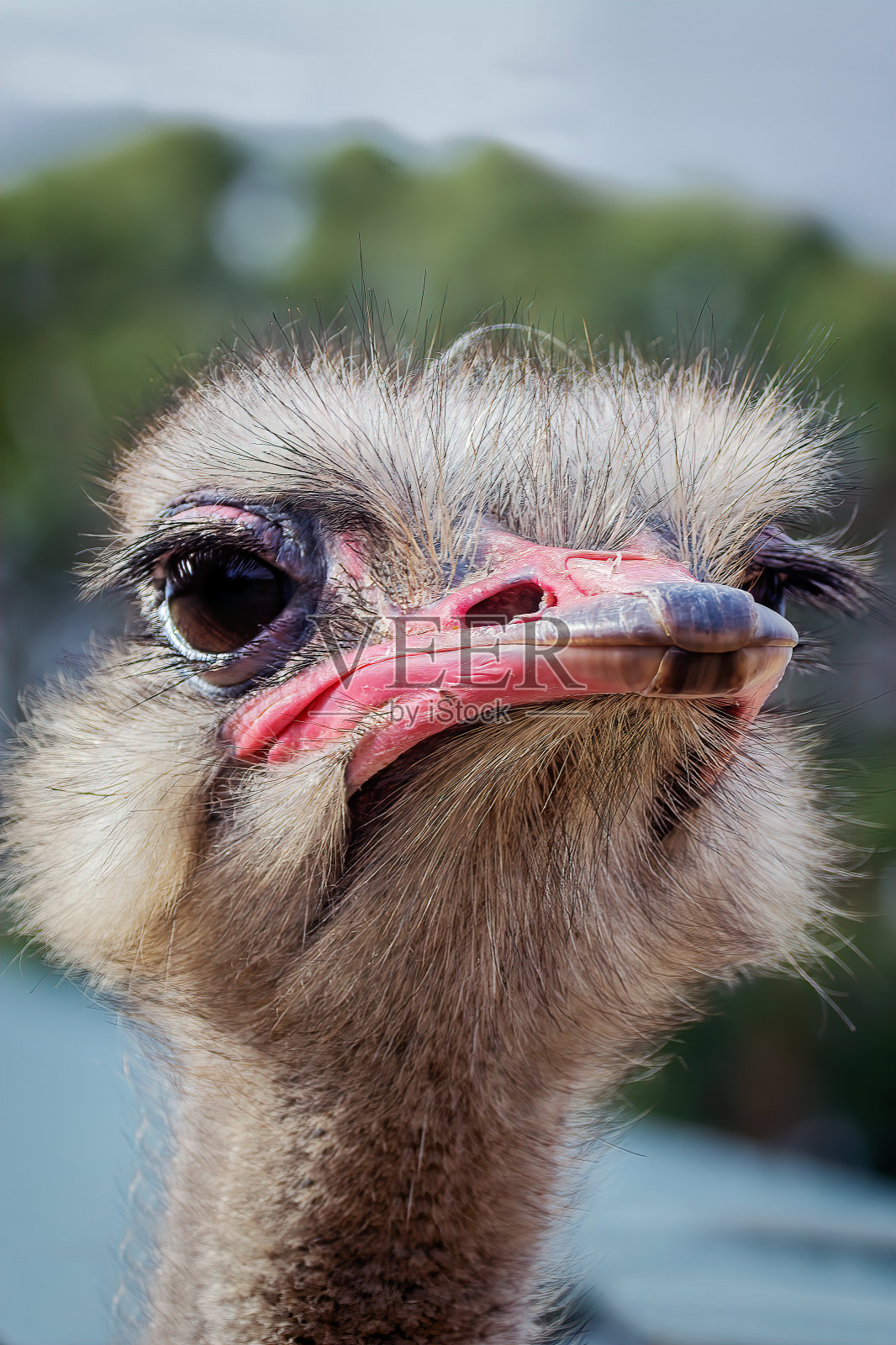 鸵鸟(Struthio camelus)照片摄影图片
