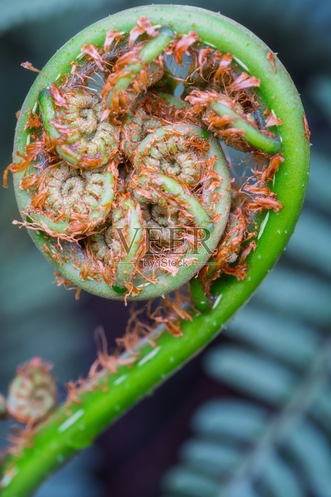 斐波那契的植物照片摄影图片
