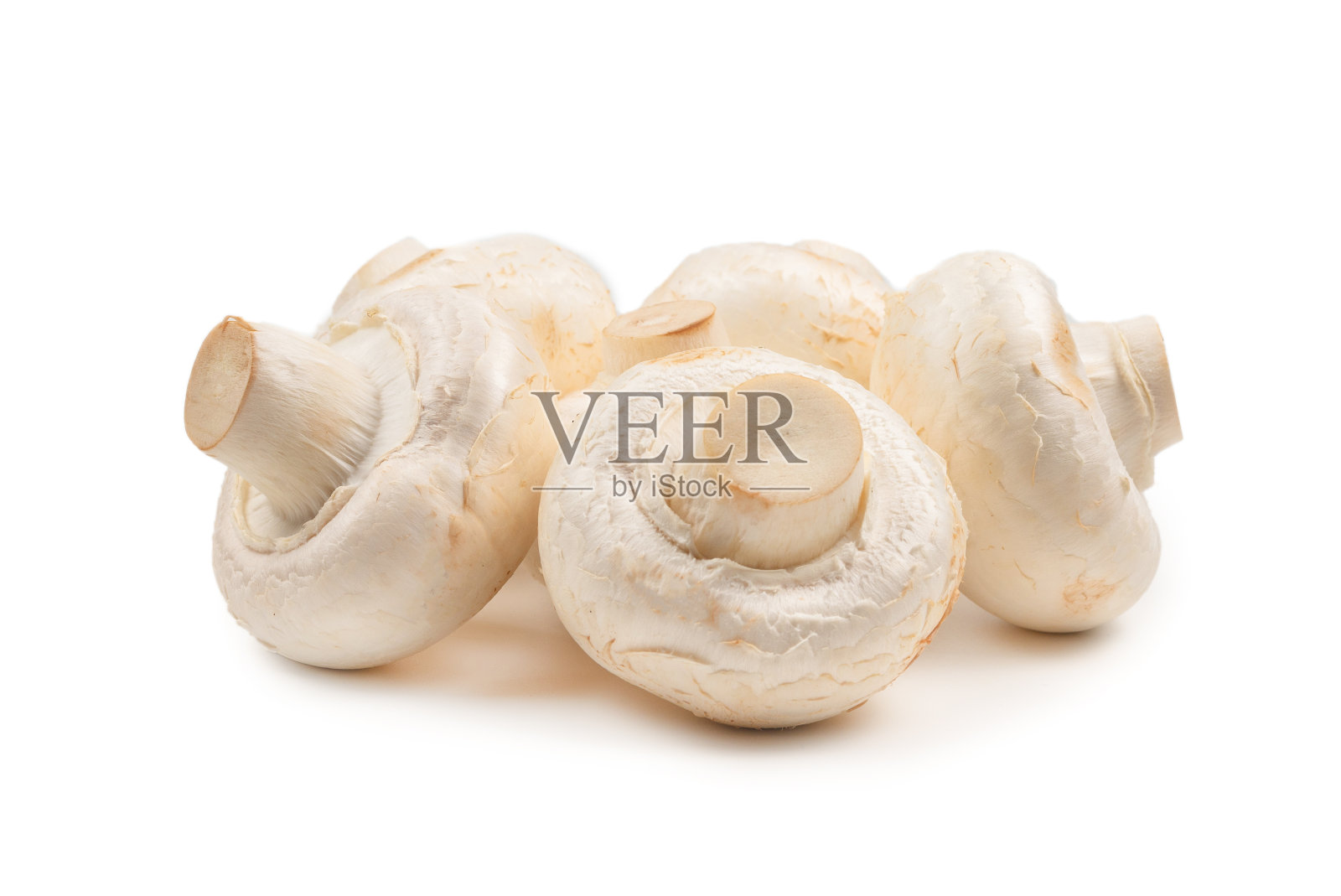 隔离在白色背景上的香槟蘑菇。照片摄影图片