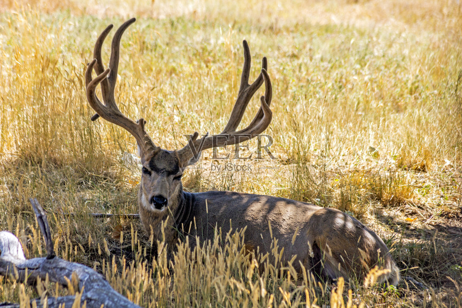 长耳鹿。照片摄影图片