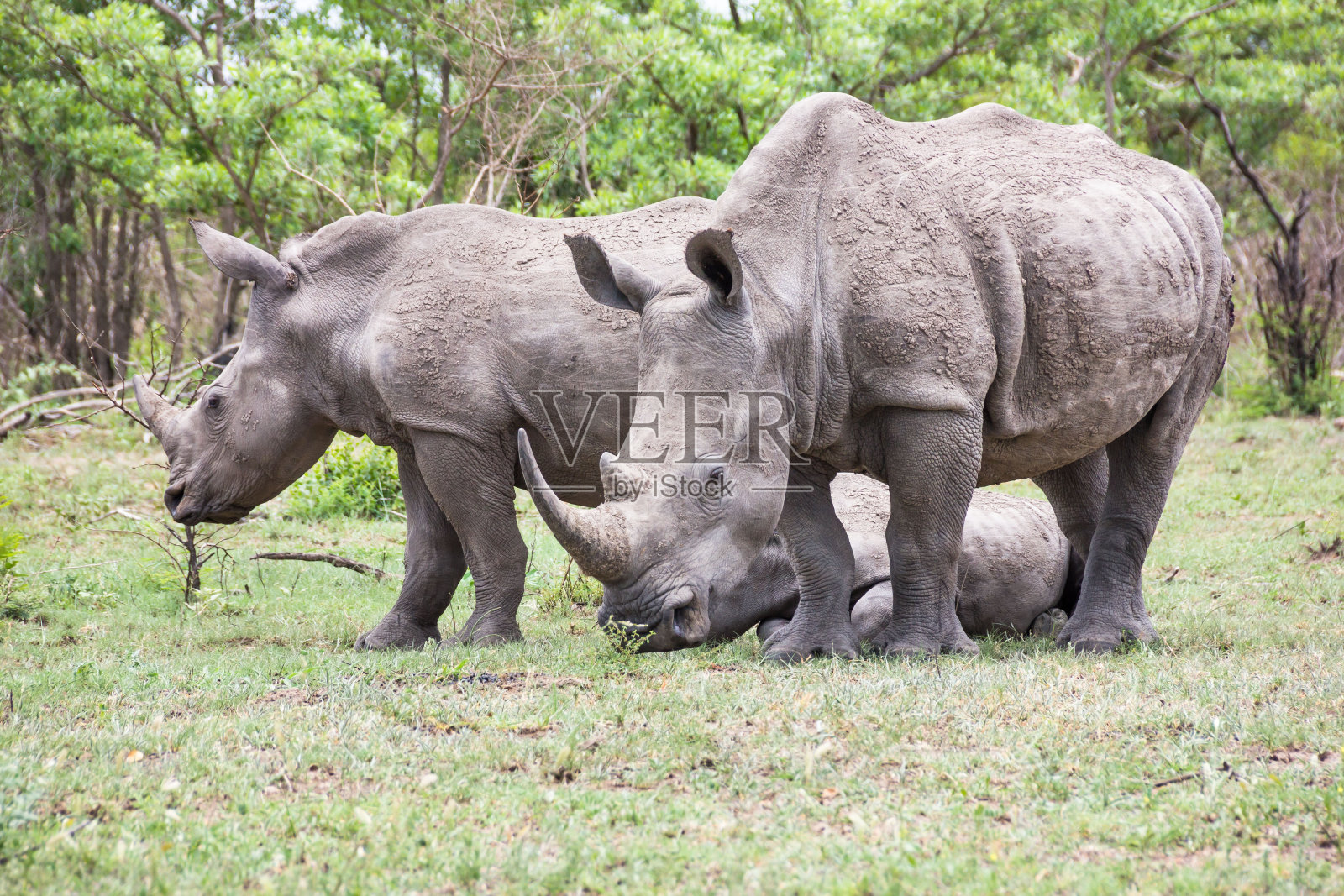 犀牛照片摄影图片