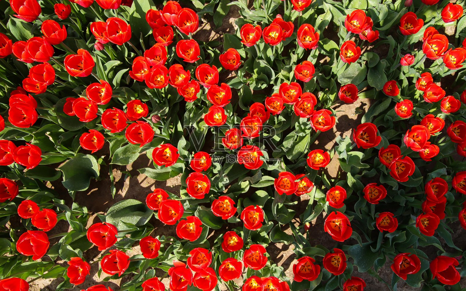 俯视图孤立的无数明亮的红色郁金香在德国种植农场的无数郁金香-格里文布罗希，德国照片摄影图片