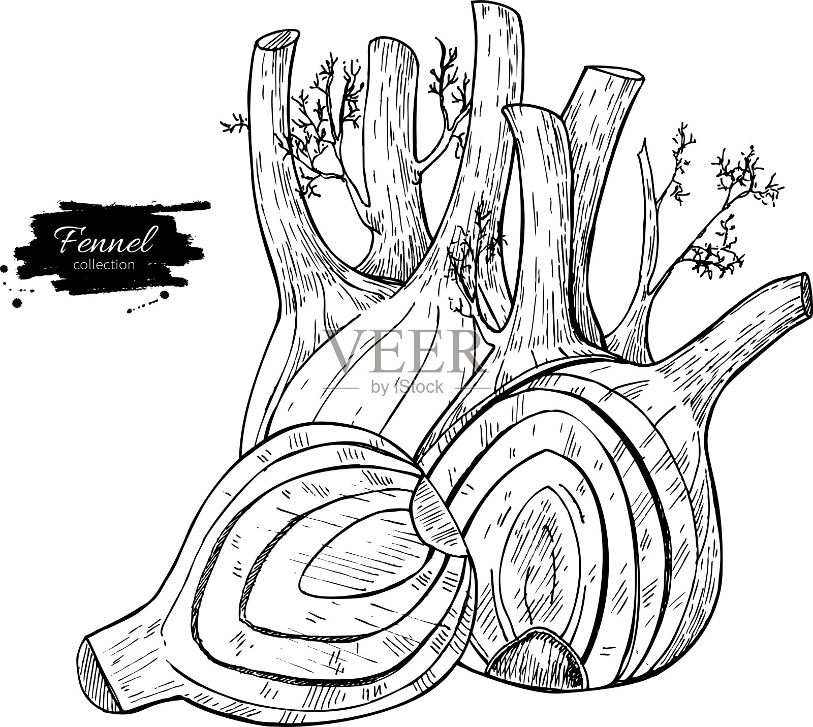 茴香手拉孤立设计元素图片