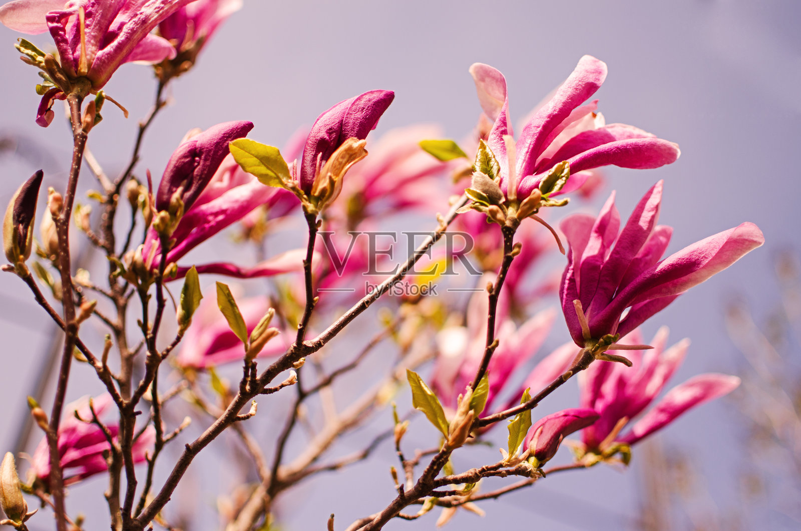 可爱的大玉兰花开了照片摄影图片