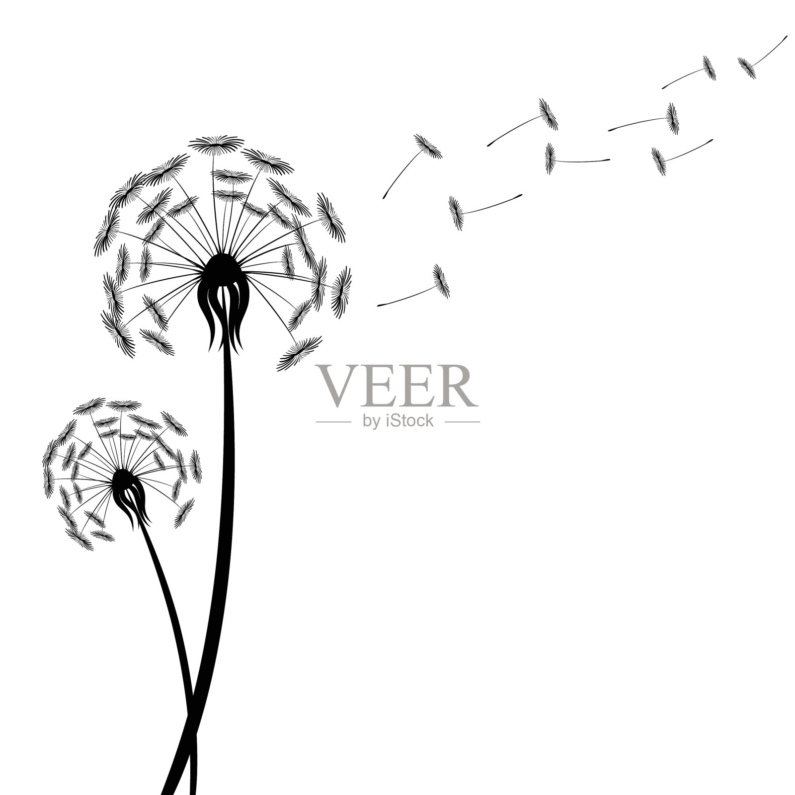 黑蒲公英的剪影随风飘动插画图片素材