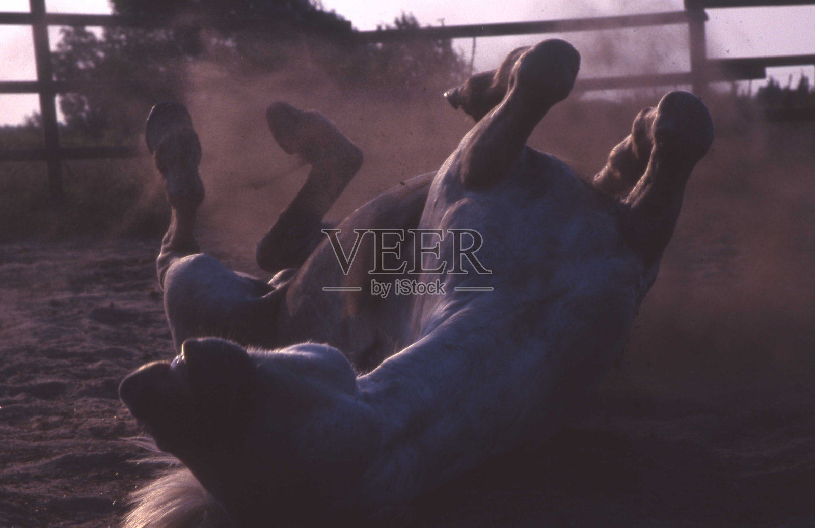 在围场中移动的马，同时在地上打滚照片摄影图片