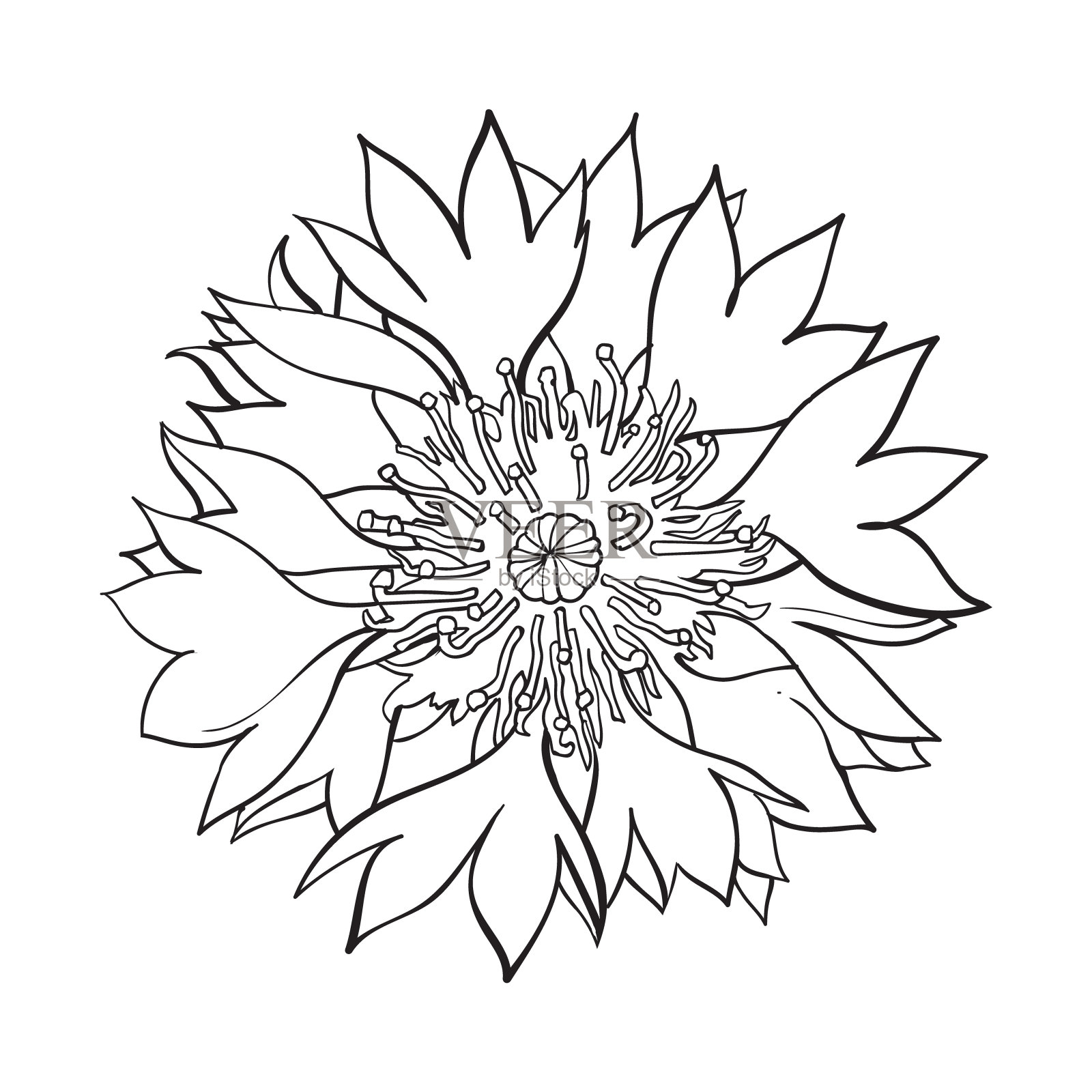 开矢车菊开花顶视图素描风格设计元素图片