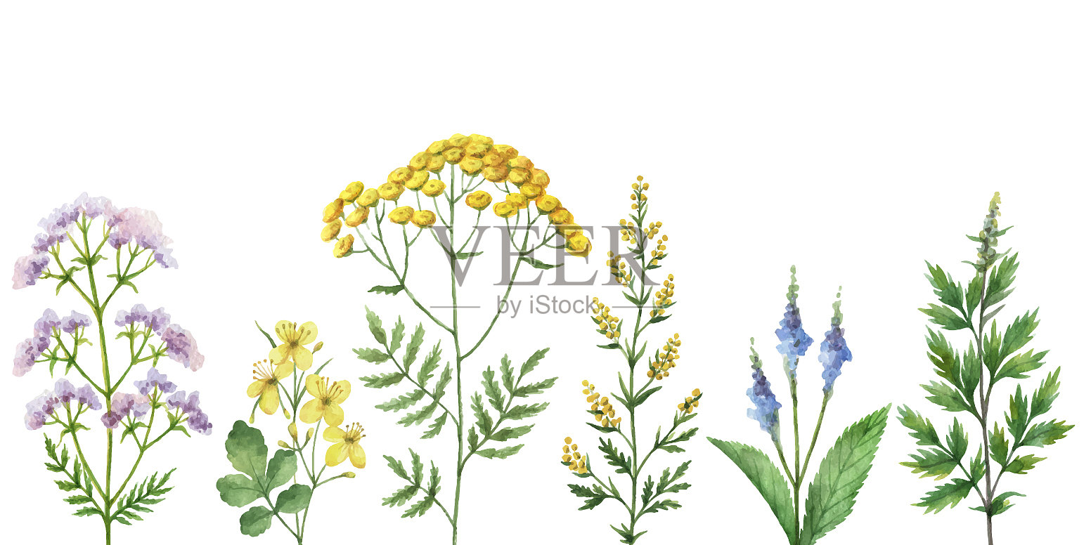 带药用植物的水彩画横幅设计元素图片