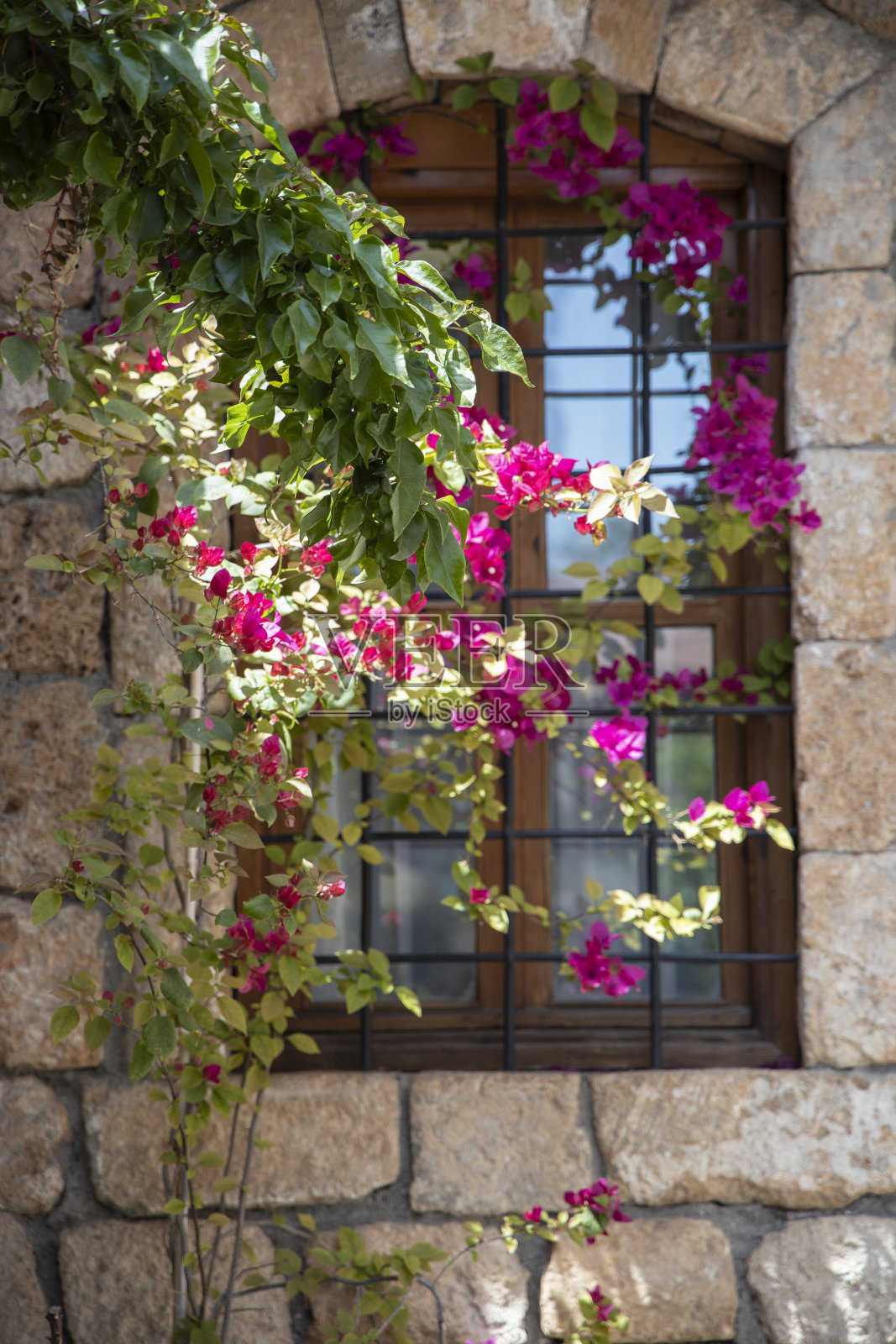 盛开的鲜花照片摄影图片