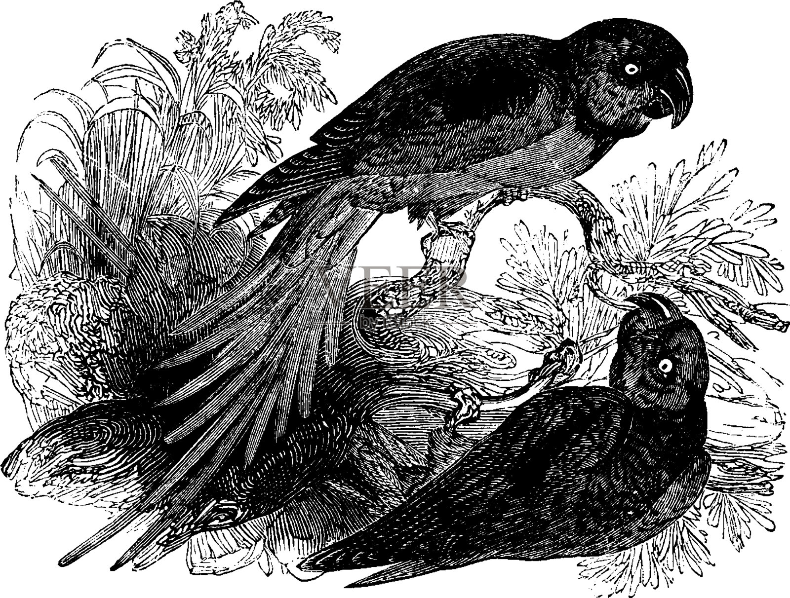 alexanderine长尾小鹦鹉古董插画图片素材