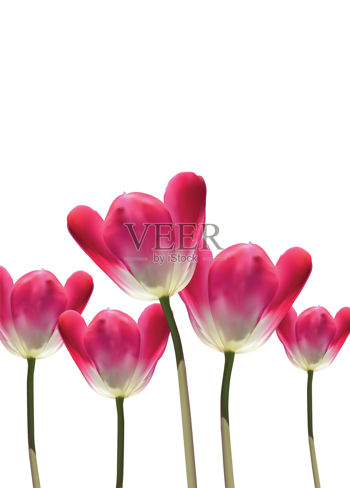 逼真的3 d郁金香设计元素图片