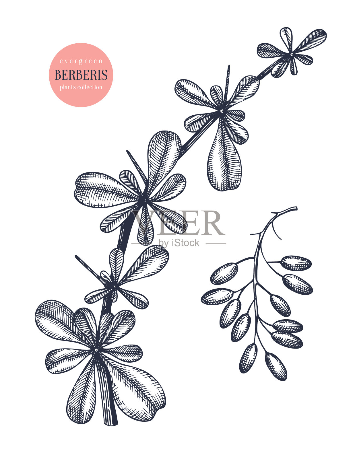 小檗常绿乔木植物绘图插画图片素材
