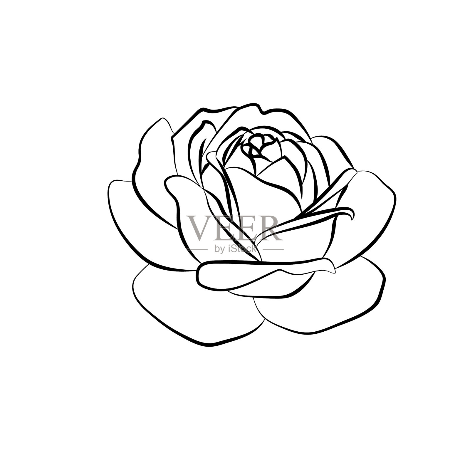 白色背景上的玫瑰素描设计元素图片