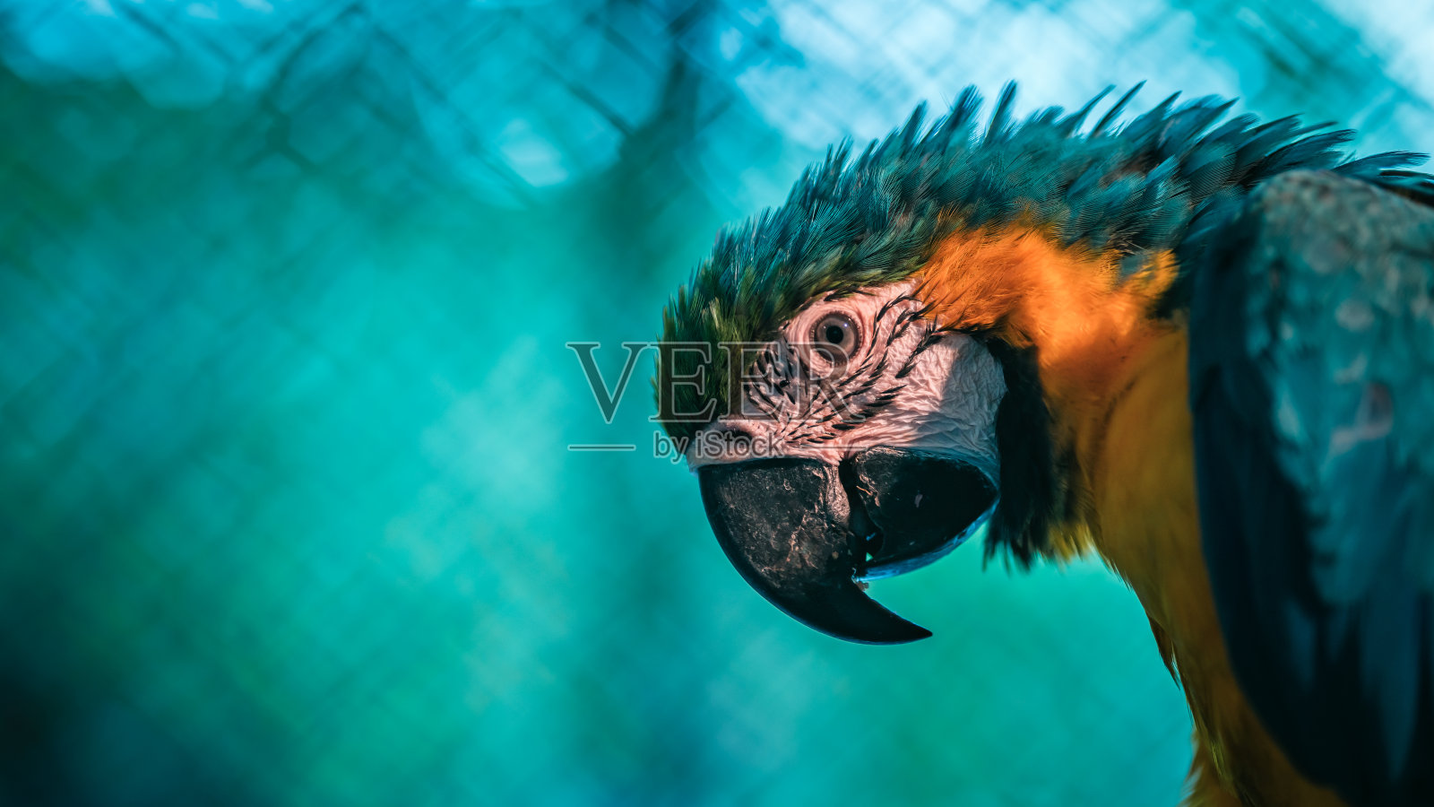 动物的照片照片摄影图片