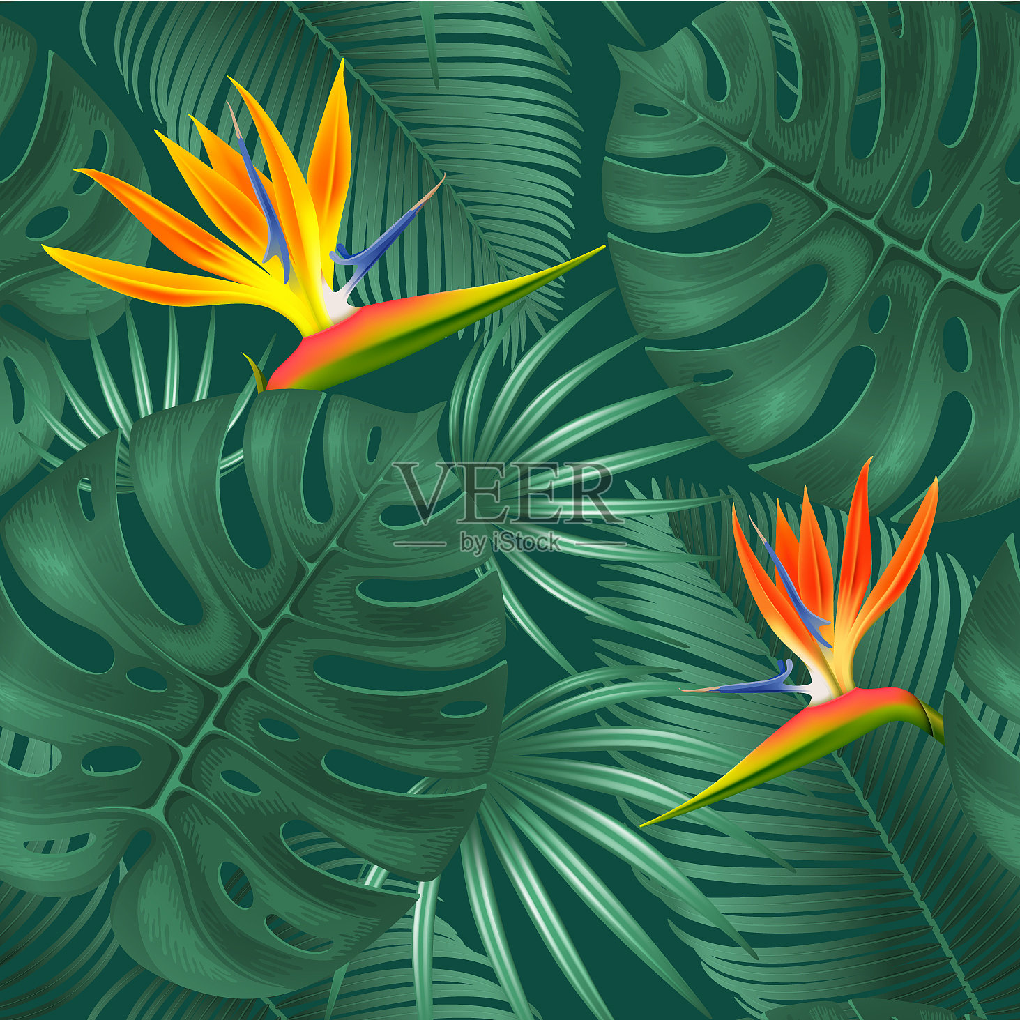 夏季热带框架设计插画图片素材