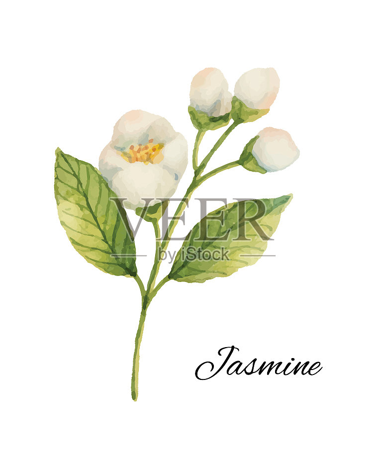 水彩茉莉孤立在白色的背景设计元素图片